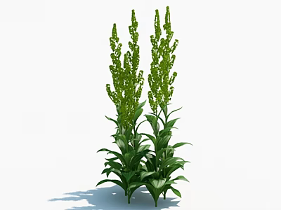 Tall Green Flowering Plants With Dense Blooms And Lush Leaves In Garden 3d model