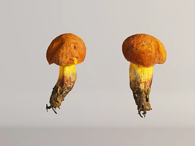 Two Wild Mushrooms With Orange Caps Yellow Stems And Roots 3d model