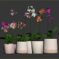 Colorful Orchids with Various Colored Flowers in Pink Ceramic Pots and Lush Green Leaves