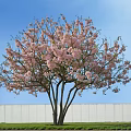 Beautiful Tree With Pink Blossoms Multiple Trunks White Wall And Blue Sky