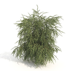 Plant Shrub Large Shrub 3d model