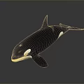 Realistic Black and White Orca Swimming with Dorsal Fin and Tail Fluke