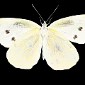 White Butterfly with White Wings Featuring Black Edges and Spots against Black Background