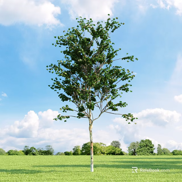 Tall Lush Arbor With Green Leaves Standing In Field Under Blue Sky And White Clouds 3d model 