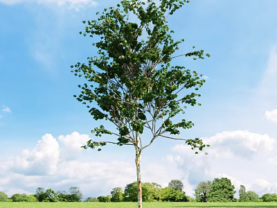 Tall Lush Arbor With Green Leaves Standing In Field Under Blue Sky And White Clouds 3d model