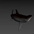 Large Gray Shark With Open Mouth And Sharp Fins In Deep Sea