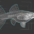 Detailed Aquatic Fish With Silver Scales Fan Shaped Tail And Sleek Body Structure