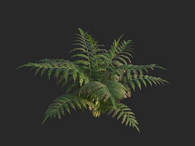 Green Fern Plant With Feathery Leaves And Lush Foliage For Indoor Decor 3d model