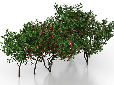 Lush Green Leafy Shrubs With Red Berries And Multiple Stems In Garden 3d model