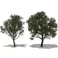 Two Green Arbor Trees With Lush Foliage Natural Trunk And Shadows 3d model