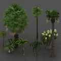 Various Arbor Species Including Tall Palm Trees With Green Foliage And White Blossoms