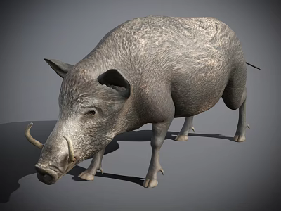 Realistic Wild Boar With Rough Gray Fur And Prominent Tusks Standing 3d model