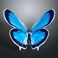 Stunning Blue Butterfly With Black Edged Wings On Dark Gradient Background