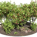 Ornamental Garden Trees with Lush Green Leaves and Red Fruits Surrounded by Small Shrubs and Rocks