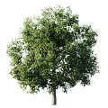 Lush Green Arbor With Dense Vibrant Foliage And Strong Straight Trunk