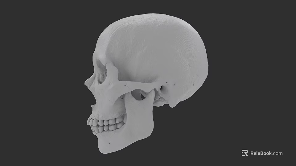 Human Skull 3D Model Side View Anatomical Structure With Detailed Features 3d model 