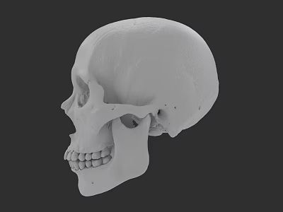 Human Skull 3D Model Side View Anatomical Structure With Detailed Features 3d model