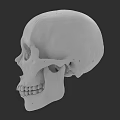 Human Skull 3D Model Side View Anatomical Structure With Detailed Features 3d model