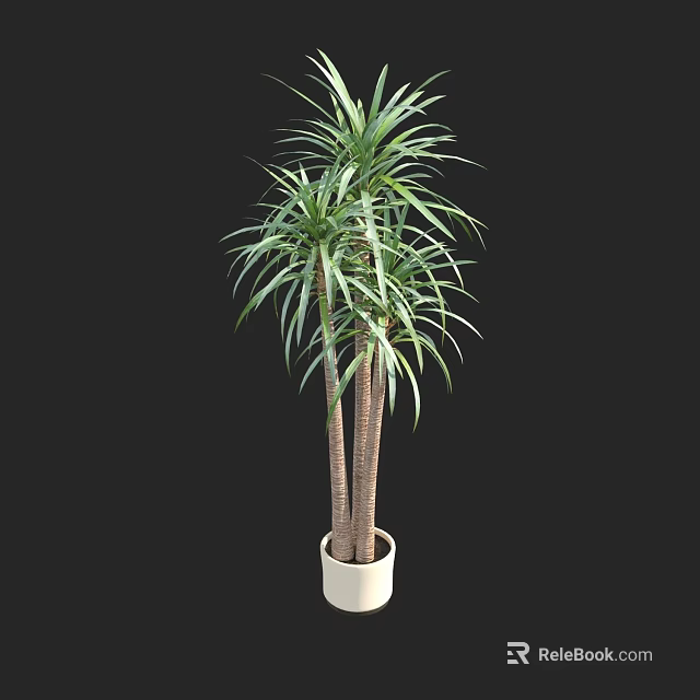 Bonsai Potted Plant Dragon Tree With Multiple Trunks In White Pot On Black Background 3d model 