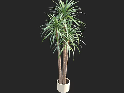 Bonsai Potted Plant Dragon Tree With Multiple Trunks In White Pot On Black Background 3d model