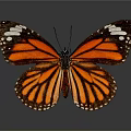 Orange and Black Butterfly with White Spots on Wings and Reflection on Gray Background