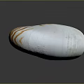 Nautilus Shell With Orange And White Stripes Spiral Shape Isolated On Gray Background 3d model