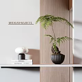 Elegant Bonsai Potted Plant On Wooden Shelf With Books And Marble Decor