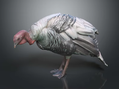 Wild Turkey as Flying Bird with Gray White Feathers and Red Head Standing 3d model