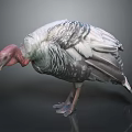 Wild Turkey as Flying Bird with Gray White Feathers and Red Head Standing