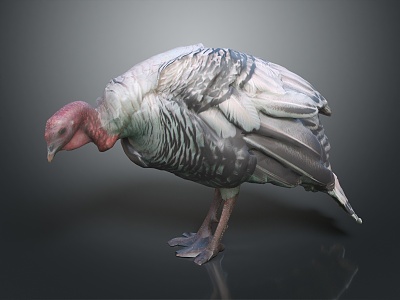 Modern turkey birds 3d model