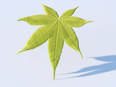 Fresh Green Maple Leaf With Clear Veins On Light Blue Background Showing Natural Shadow Effect 3d model
