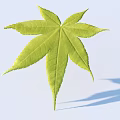 Fresh Green Maple Leaf With Clear Veins On Light Blue Background Showing Natural Shadow Effect 3d model