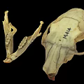 Animal Skull Specimen Marked M144 With Handwritten Numbers And Details