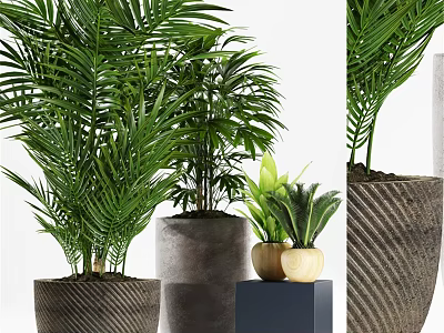 Decorative Ornament Set With Various Green Potted Plants Textured Gray Planters And Wooden Small Pots 3d model