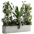 Gray Concrete Tree Planter Filled With Diverse Green Plants And Foliage