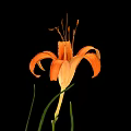 Fresh Edible Orange Daylily Flower With Green Leaves On Black Background