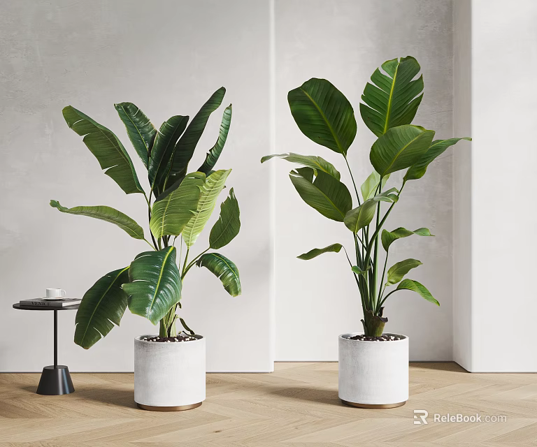 Large Leaf Potted Plants In White Ceramic Pots For Indoor Decor 3d model 