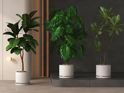 Lush Green Potted Plants with Monstera Rubber and Tropical Foliage in White Gold Rimmed Pots 3d model