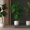 Lush Green Potted Plants with Monstera Rubber and Tropical Foliage in White Gold Rimmed Pots