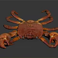 Red Crab with Large Claws Isolated on Reflective Gray Background
