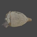 Ancient Fossil Skull Specimen Number 44 85 From Science Lab University of Nevada