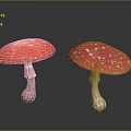 Red Mushrooms With White Spots Shiny Caps As Fresh Organic Food