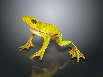 Green Frog with Large Eyes and Yellow Spots on Black Surface with Reflection 3d model