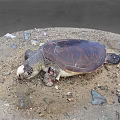 Modern Turtle Wounded Turtle 3d model