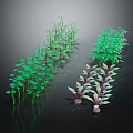 Various Types of Green and Purple Crop Seedlings Neatly Arranged on Black Background