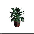 Potted Bonsai Plant With Green Lobed Leaves In Square Clay Pot