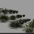 Various Green Grass Plants For Outdoor Landscaping And Garden Design