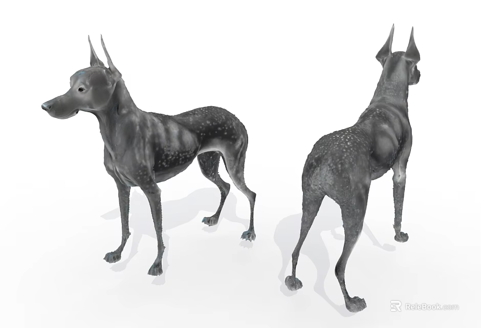 Doberman Pinscher Dog Model With Detailed Front And Back Views 3d model