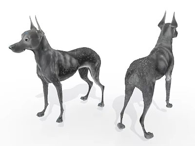 Doberman Pinscher Dog Model With Detailed Front And Back Views 3d model