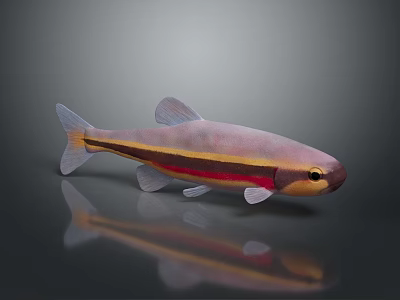 Vibrant Striped Fish Featuring Pink Yellow Red Body And Shiny Reflection 3d model